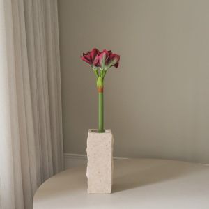 Burgundy Amaryllis Flower